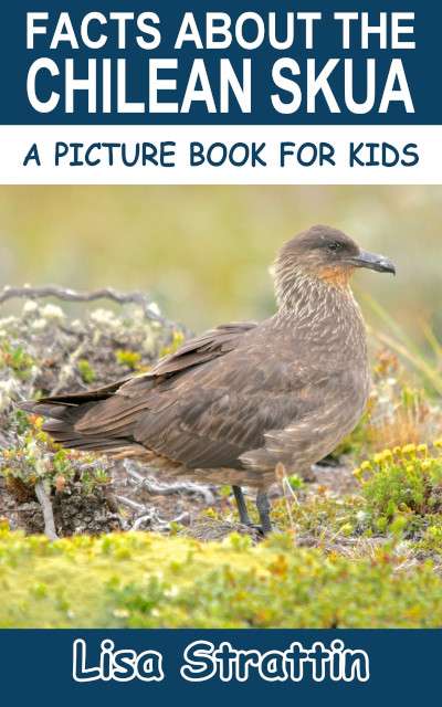 Facts About the Chilean Skua